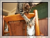 Krzesło, Dwa, Koty