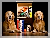 Psy, Książki, Dwa, Golden retrievery