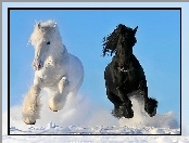 Śnieg, Dwa, Konie