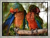 Dwie, Papugi, Gałąź, Kolorowe