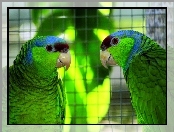 Dwie, Papugi