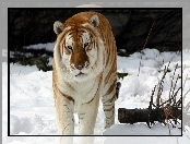 Dziki, Śnieg, Tygrys, Kot