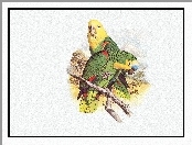 Edward Lear, Głowy, Papugi, Zielone, Żółte