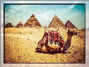 Egipt, Giza, Piramidy, Wielbłąd, Pustynia