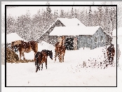 Farma, Śnieg, Konie, Padający