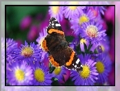 Motyl, Fioletowe , Kwiaty