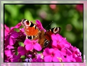 Motyl, Fioletowe, Kwiaty