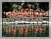 Odbicie, Flamingi, Woda
