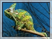 Kameleon, Gałązka, Zielony
