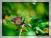 Monarch, Gałązka, Motyl