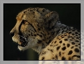 Gepard, Głowa