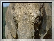 Głowa, Słonia