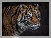 Głowa, Tygrys sumatrzański
