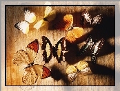 Kolorowe, Grafika, Motyle