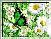 Grafika, Motyl, Rumianek, Kwiaty, Zielony