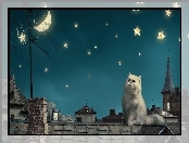 Gwiazdy, Kot perski, Noc