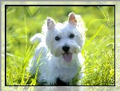 West Highland White Terrier, trawa, słodki, soczysta