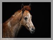 Marbach stud, Hodowla, Koń czystej krwi arabskiej, Koń, Arabian horse