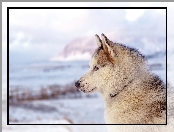 Siberian husky, Zima, Rozmyte Tło, Głowa, Pies, Profil