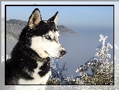 Husky, Góry, Siberian, Śnieg