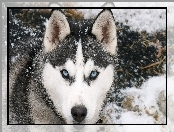 Siberian Husky, Śnieg