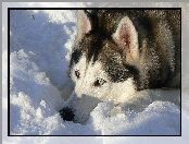Siberian Husky, Śnieg