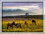 Konie, Islandia, Dom, Wrzosy, Fiord Skagafjordur, Łąka