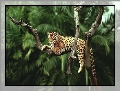 Jaguar, Palmy, Leżący, Drzewa