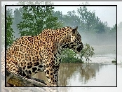 Mgła, Jaguar, Woda