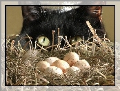 Jajka, Gniazdo, Kot, Czarny, Oczy