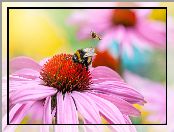 Jeżówka, Makro, Kwiat, Pszczoła