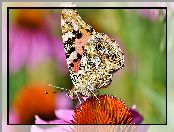 Jeżówka, Rusałka osetnik, Kwiat, Motyl