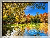 Kaczki, Jesień, Drzewa, Jezioro