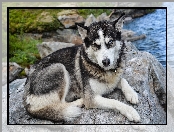 Kamień, Pies, Siberian husky