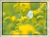 Bielinek kapustnik, Biały, Nawłoć, Roślina, Motyl, Żółta