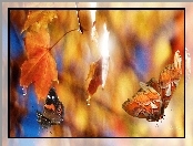 Klonu, Jesień, Liście, Motyle
