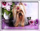 Kokardka, Kwiaty, Australian Silky Terrier, Wazon