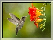 Frezja, Koliber, Kwiat