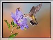 Kwiat, Koliber, Pszczoła