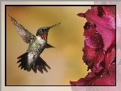 Koliber, kwiat