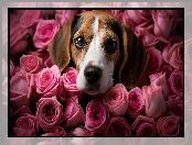 Pies, Beagle, Róże, Kolorowe