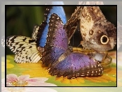 Skrzydła, Kolorowe, Motyle
