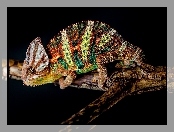 Kameleon, Kolorowy