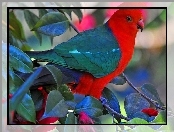 Ptak, Kolorowy
