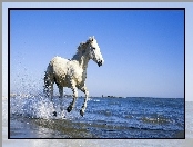 Koń, Morze, Biały, Kłus