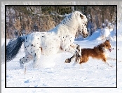 Koń Appaloosa, Śnieg, Biegnący, Border collie