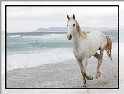 Fale, Koń, Plaża