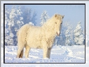 Śnieg, Koń, Zima