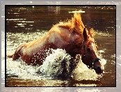 Koń, Woda