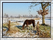 Koń, Wieś, Zima, Drzewo